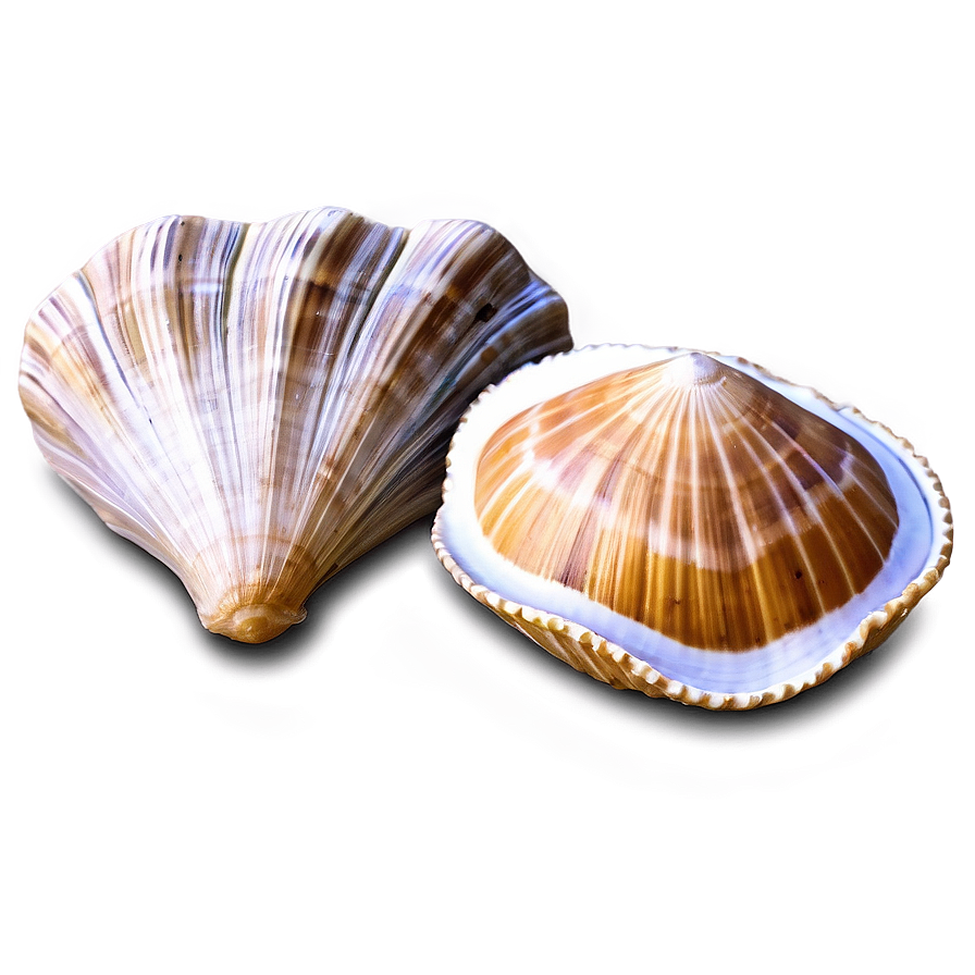 Rustic Clam Shell Png 06292024 PNG image