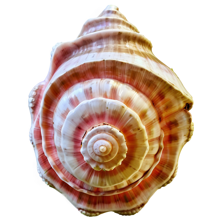 Rustic Conch Shell Png 06132024 PNG image