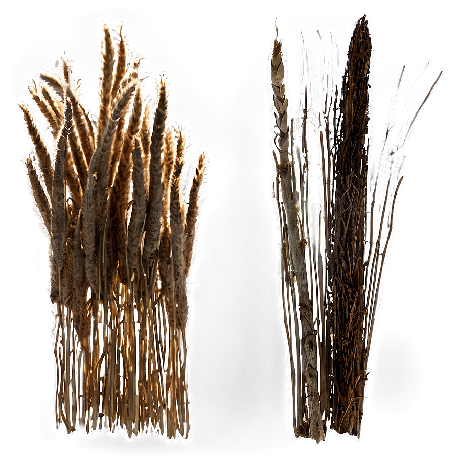 Rustic Dry Grass Png 06262024 PNG image