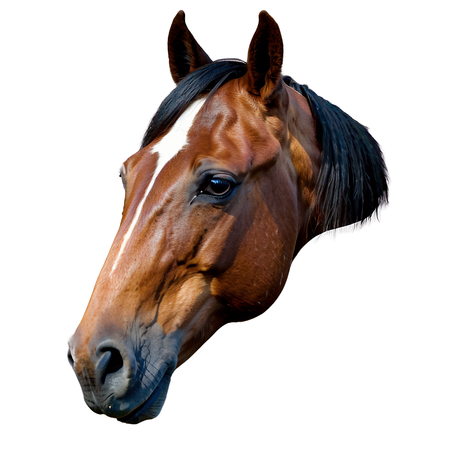 Rustic Horse Head Picture Png 06122024 PNG image