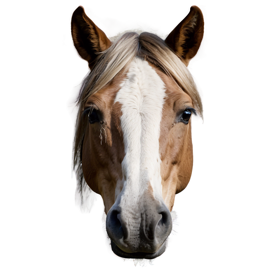 Rustic Horse Head Picture Png 06122024 PNG image