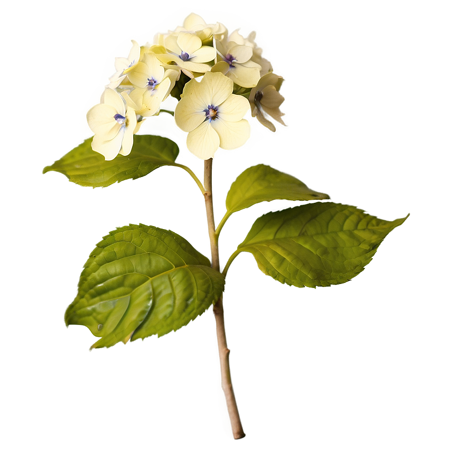 Rustic Hydrangea Png 9 PNG image
