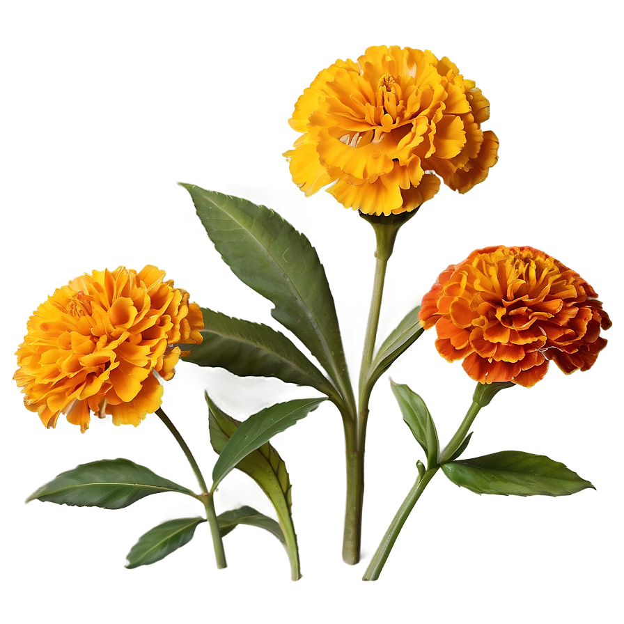 Rustic Marigolds Cluster Png 5 PNG image