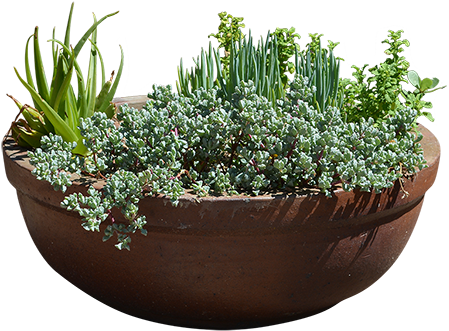 Rustic Terracotta Planterwith Various Plants PNG image