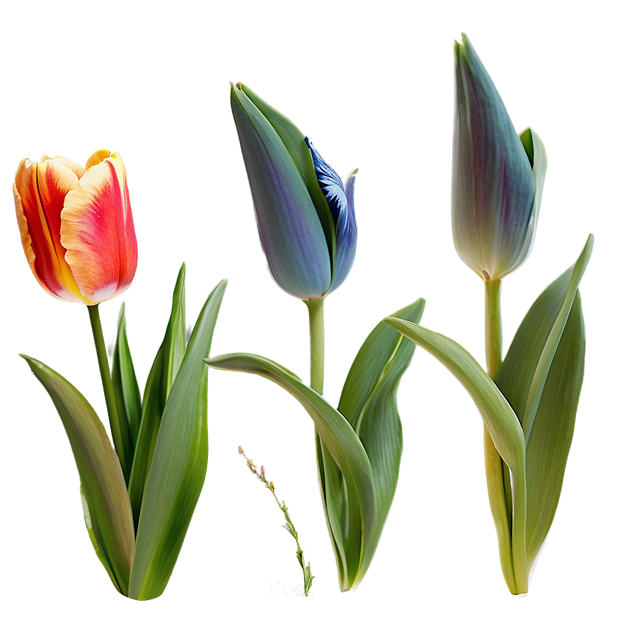 Rustic Tulip Png Gja53 PNG image