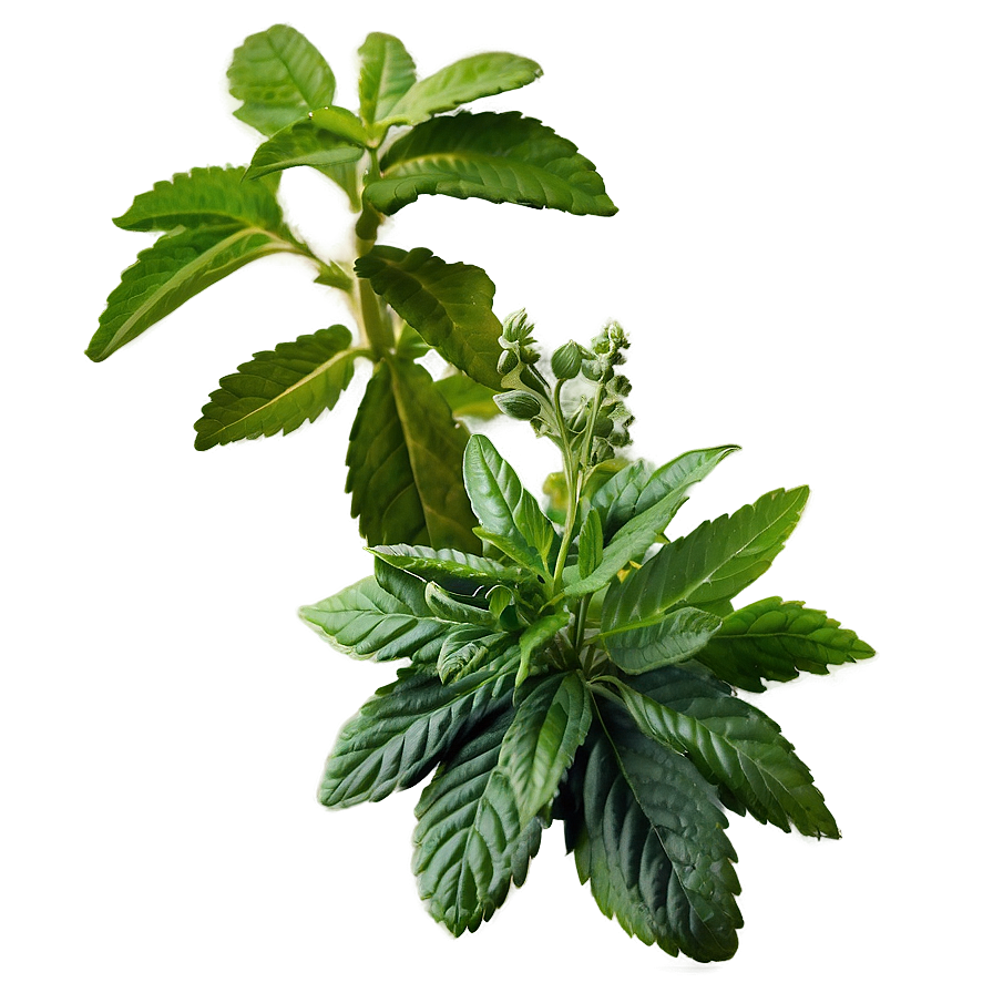 Sacred Herb Png Nin91 PNG image