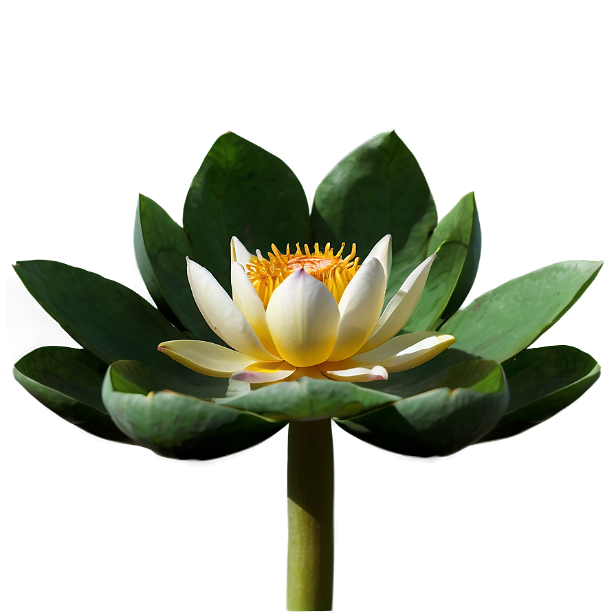 Sacred Lotus Png 96 PNG image