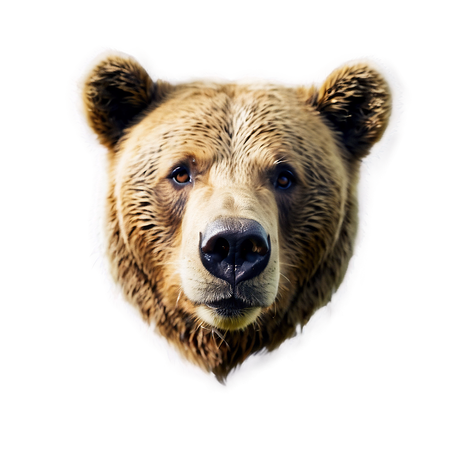 Sad Bear Face Png Csm PNG image