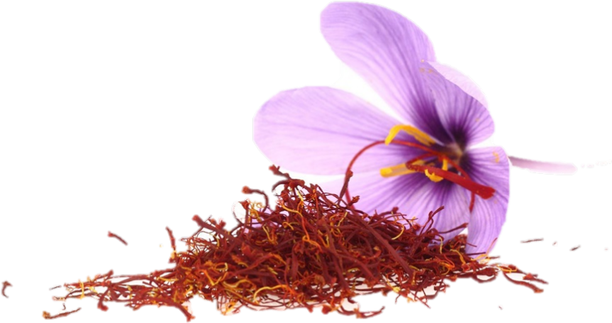 Saffron Stigmasand Crocus Flower.png PNG image