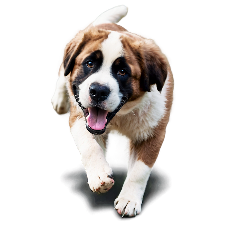 Saint Bernard Action Shot Png 06252024 PNG image