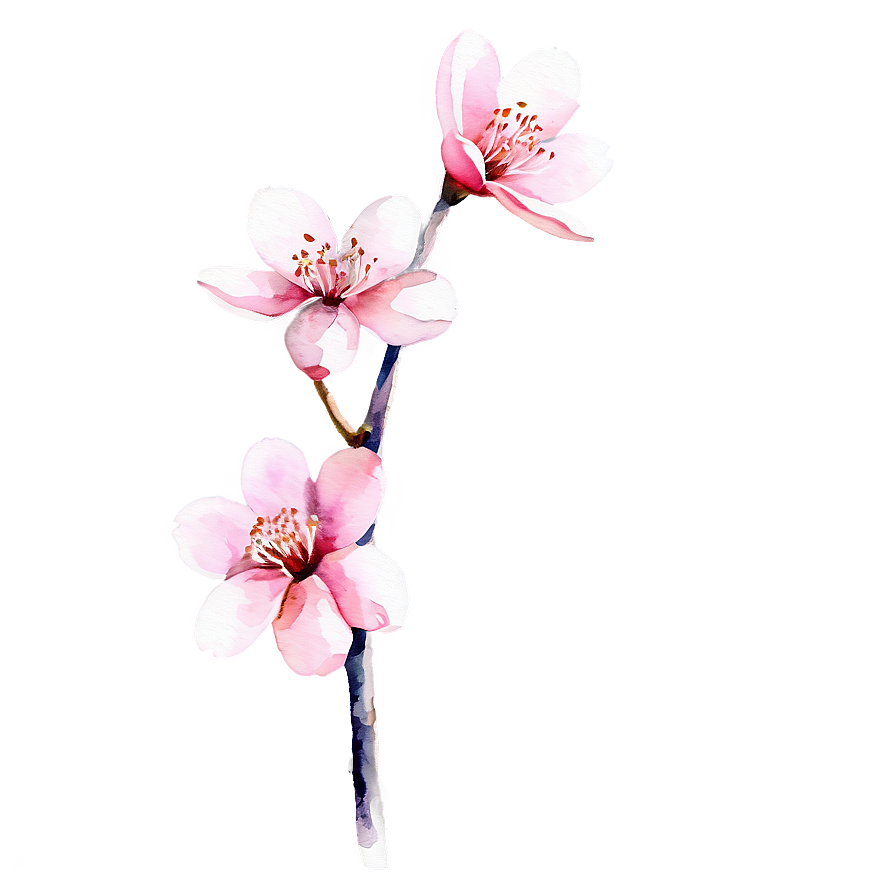 Sakura Flower Watercolor Painting Png 60 PNG image