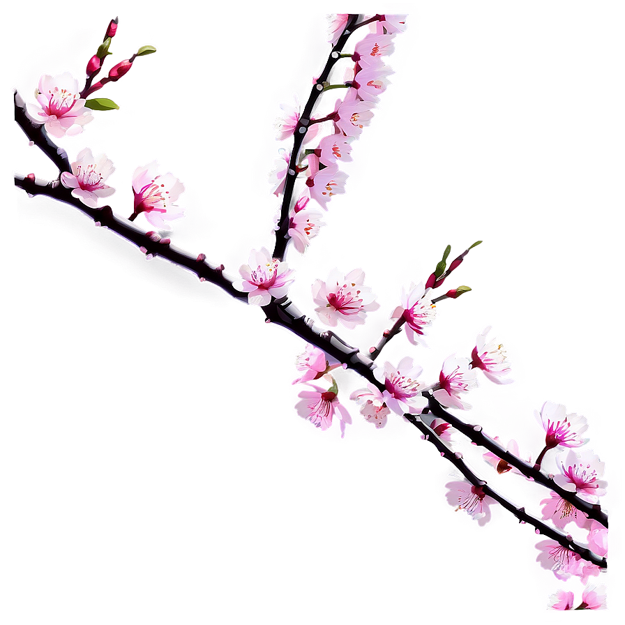 Sakura Tree Branch Close-up Png 06122024 PNG image