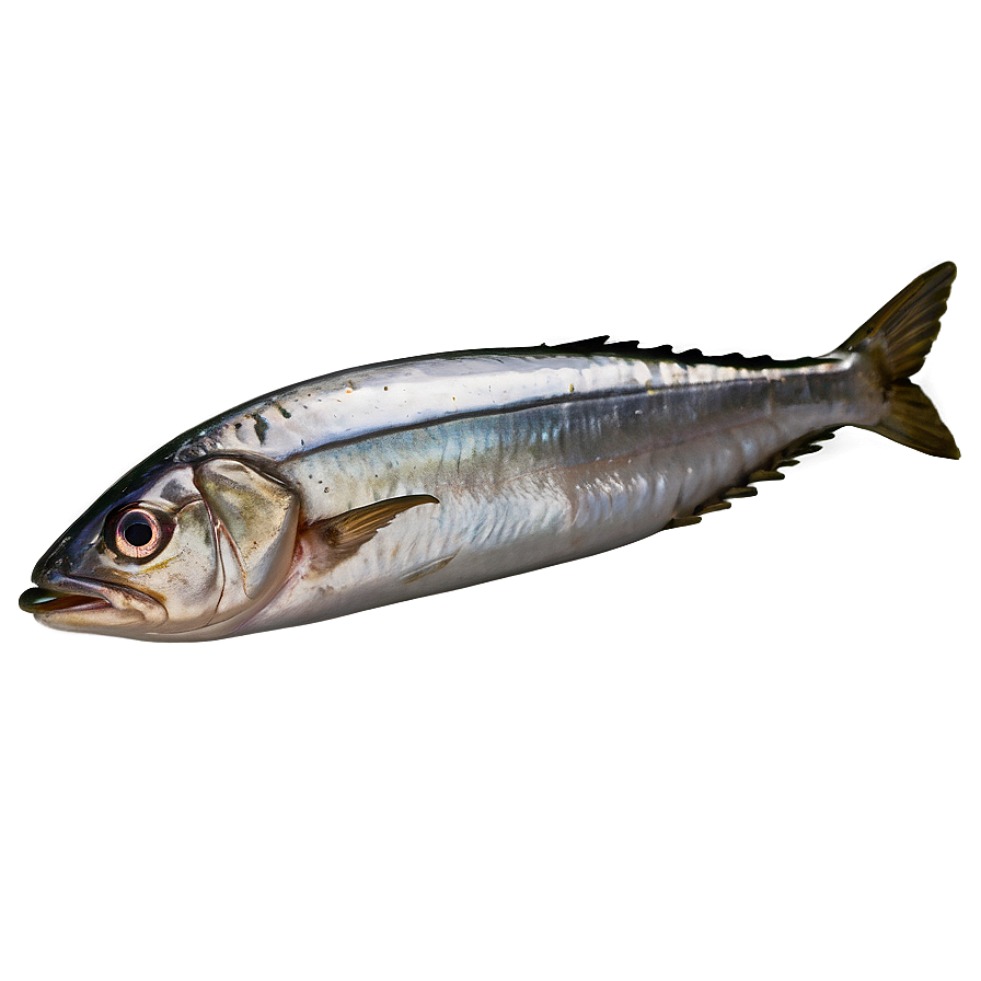 Salted Sardine Png Kjm PNG image