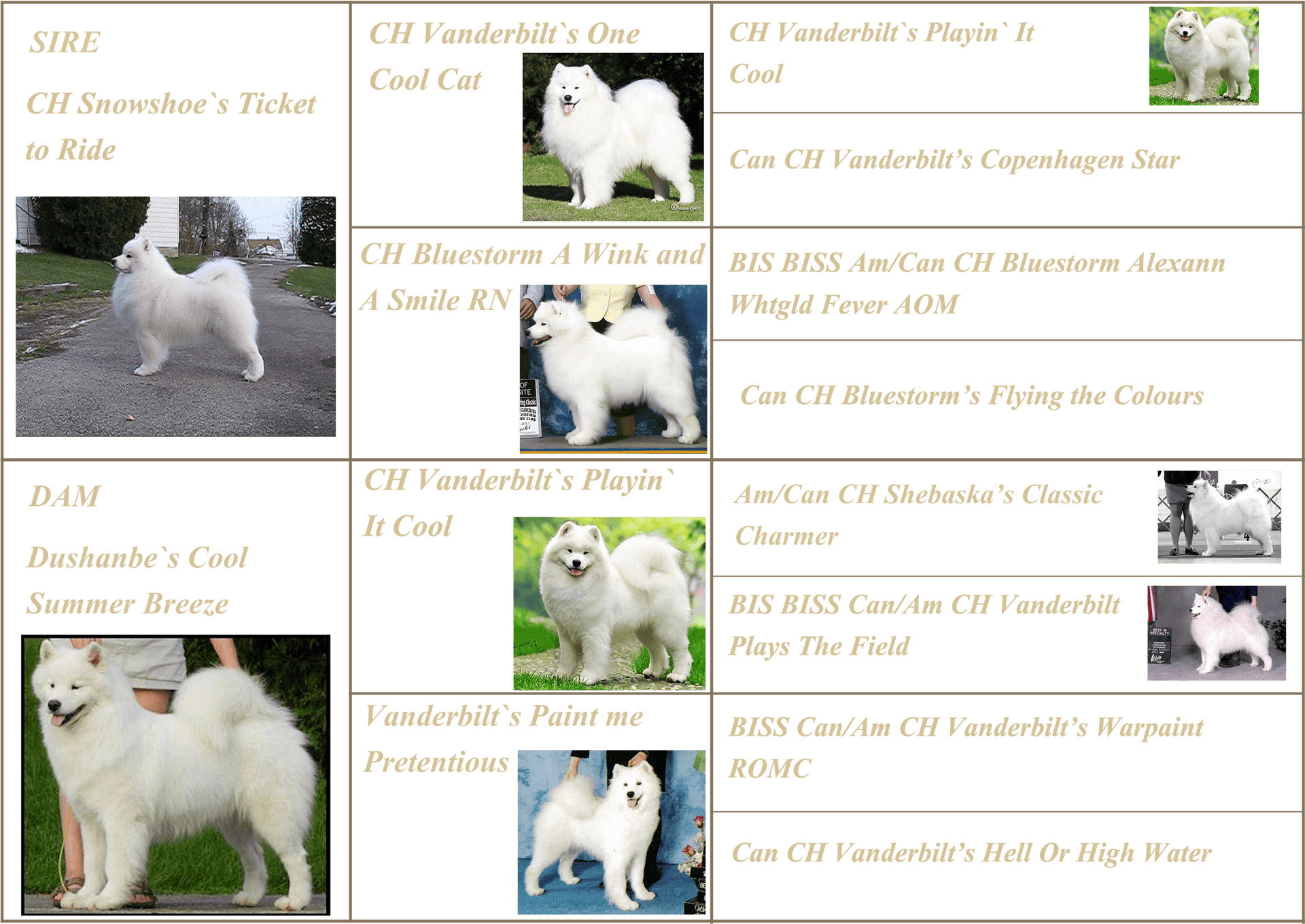 Samoyed Champion Pedigree Showcase PNG image