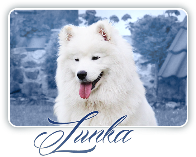 Samoyed Dog Portrait Junha PNG image