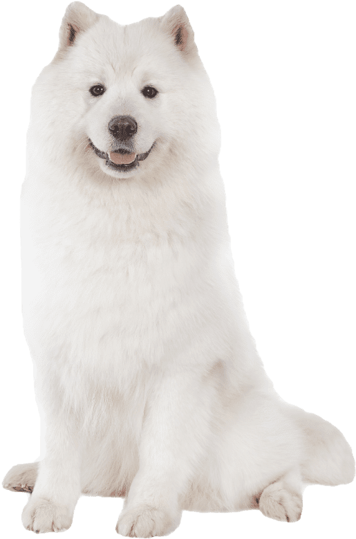 Samoyed Dog Sitting Portrait PNG image