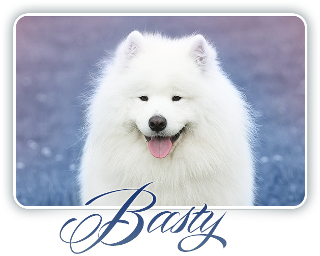 Samoyed Dog Smiling Basty PNG image