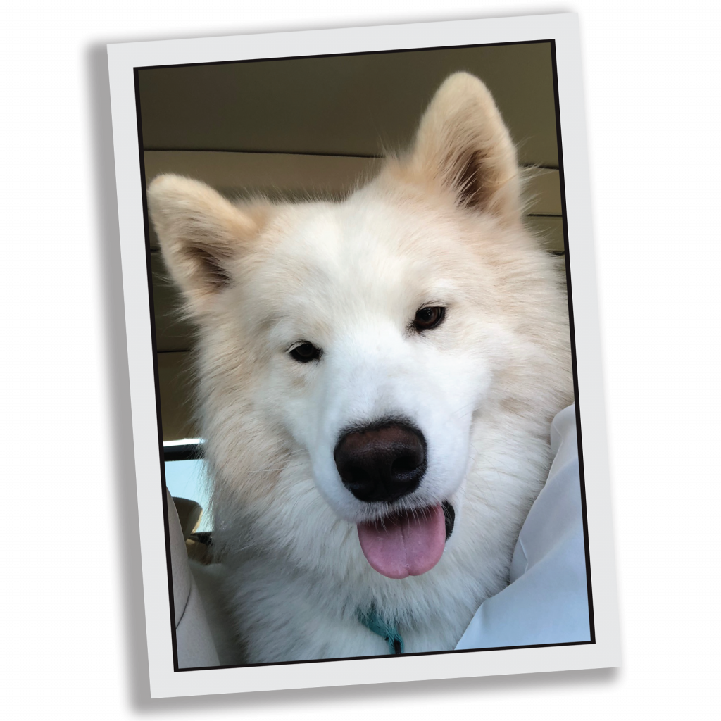 Samoyed Dog Smiling Portrait PNG image