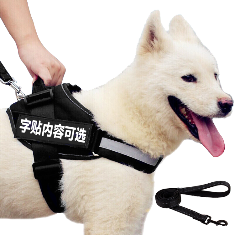 Samoyed Dog With Harness PNG image