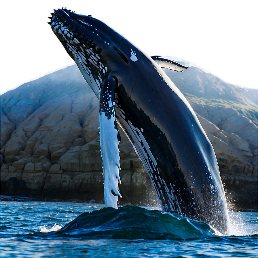 San Diego Whale Watching Png Okp PNG image