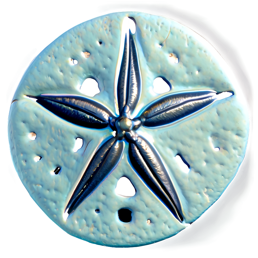 Sand Dollar Close-up Png 27 PNG image