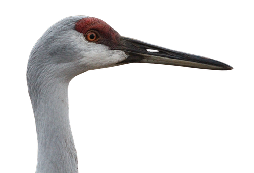 Sandhill Crane Profile Portrait PNG image