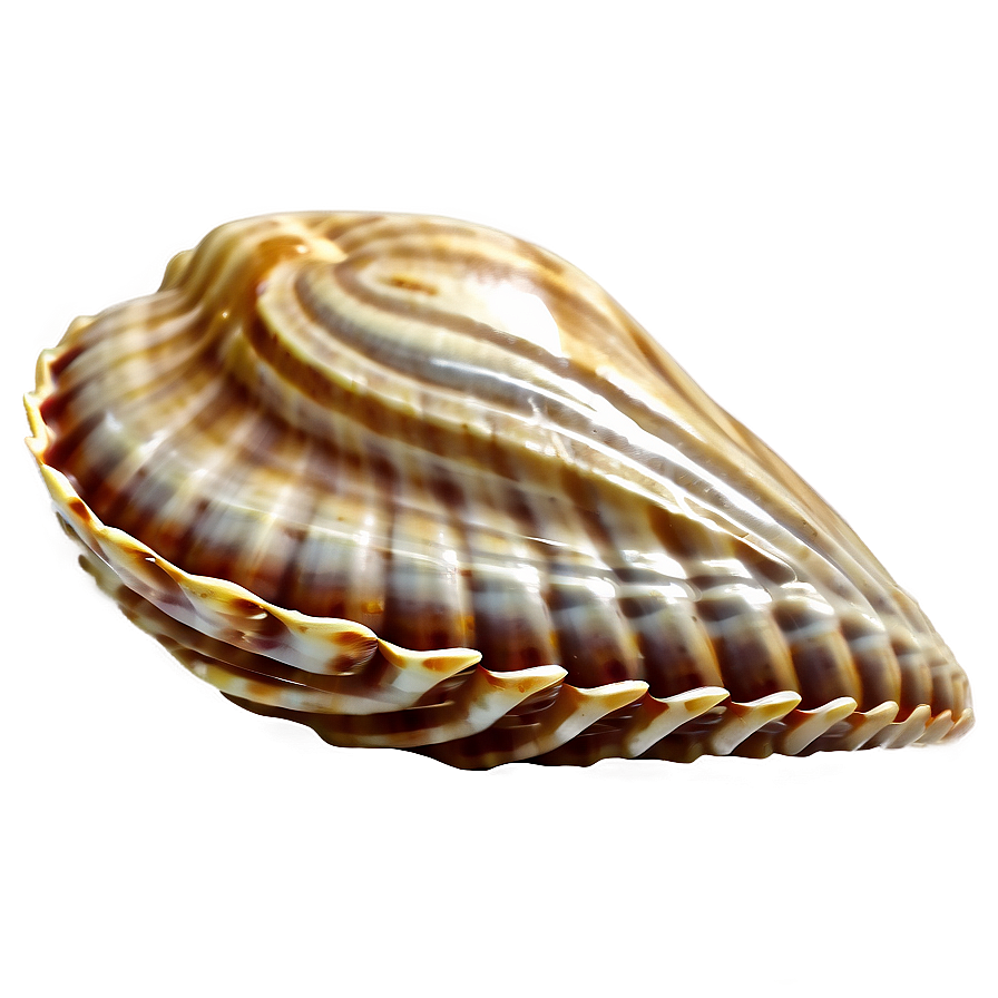 Sandy Beach Shell Png Qor PNG image