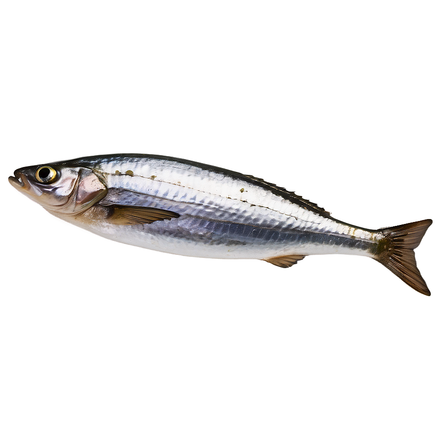 Sardine Spread Png 86 PNG image