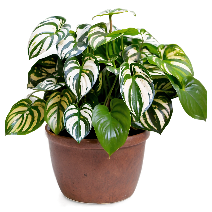 Satin Pothos Identification Guide Png 33 PNG image