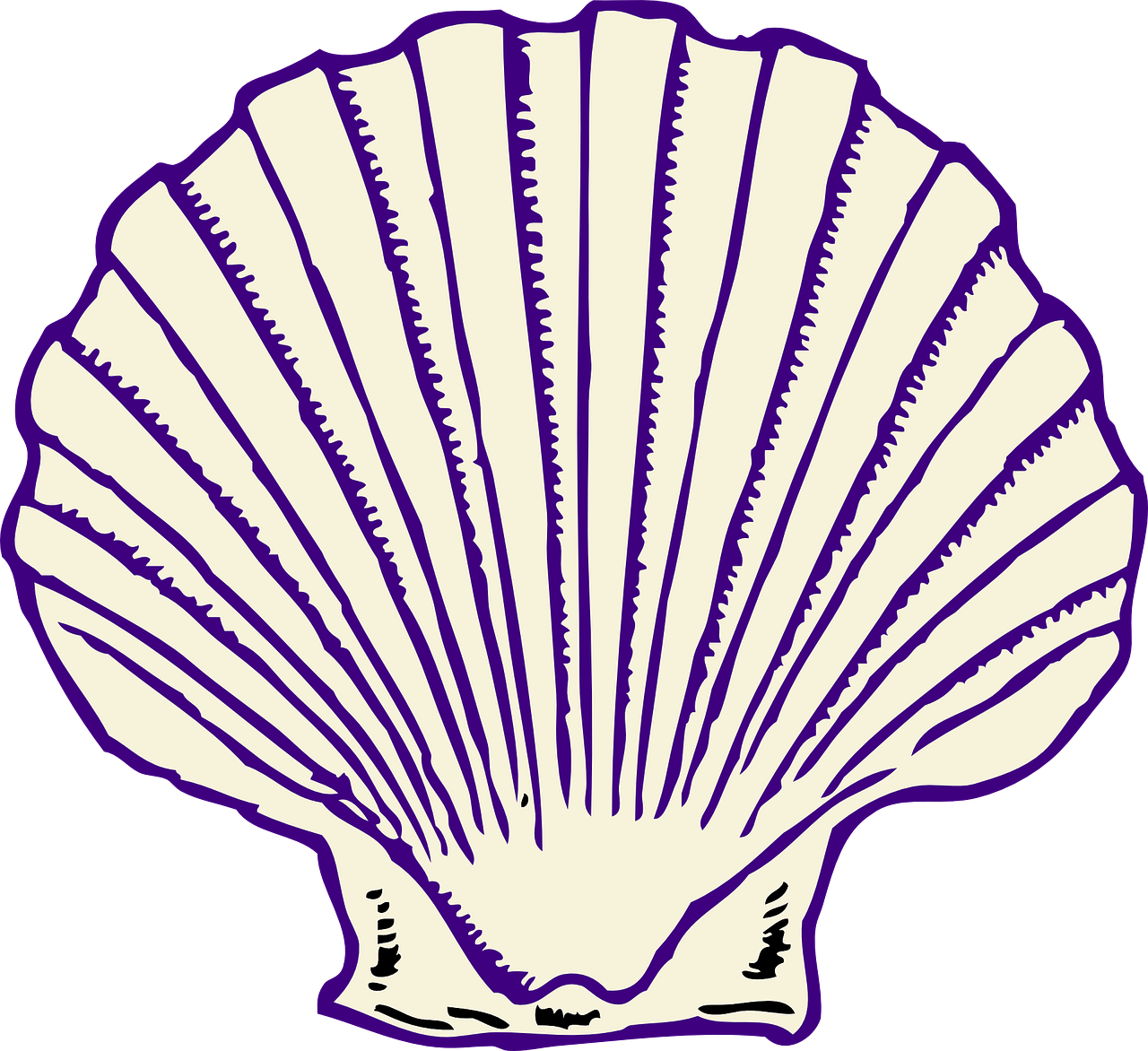 Scallop Shell Illustration PNG image