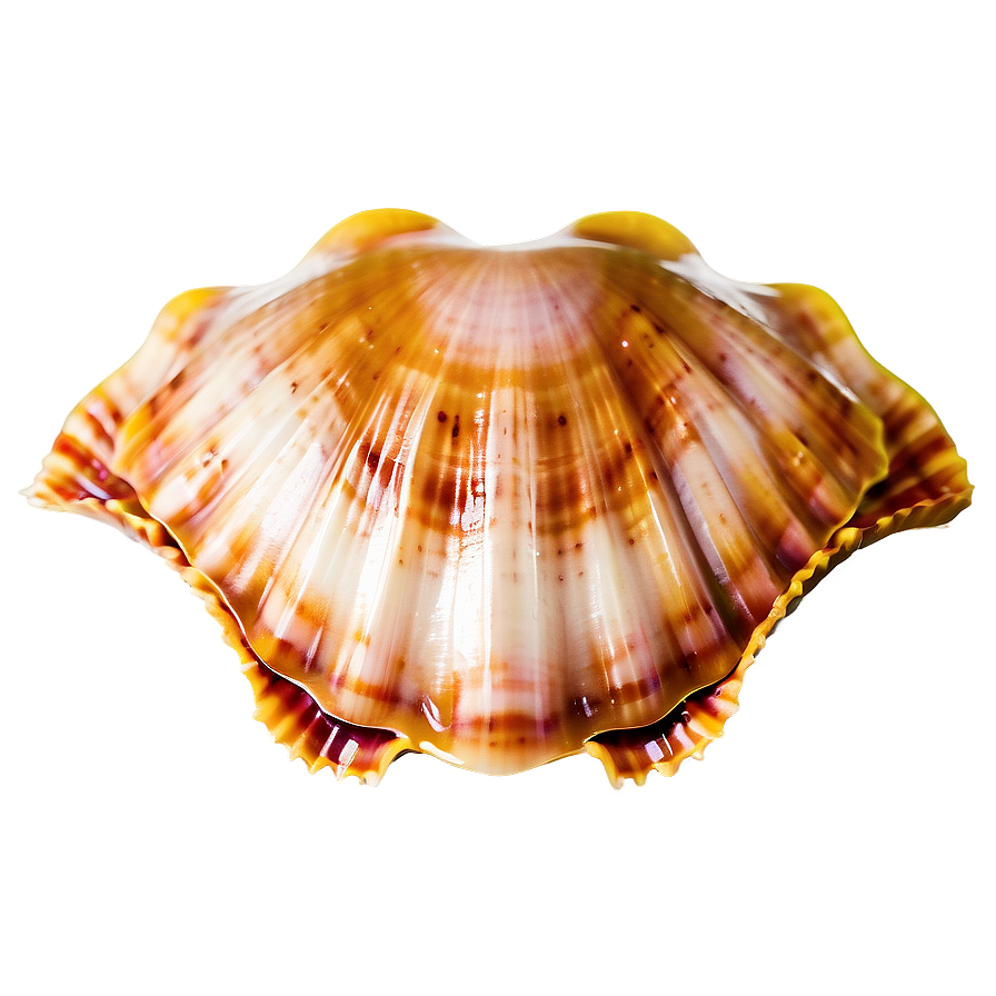 Scallop Shell Image Png 05212024 PNG image