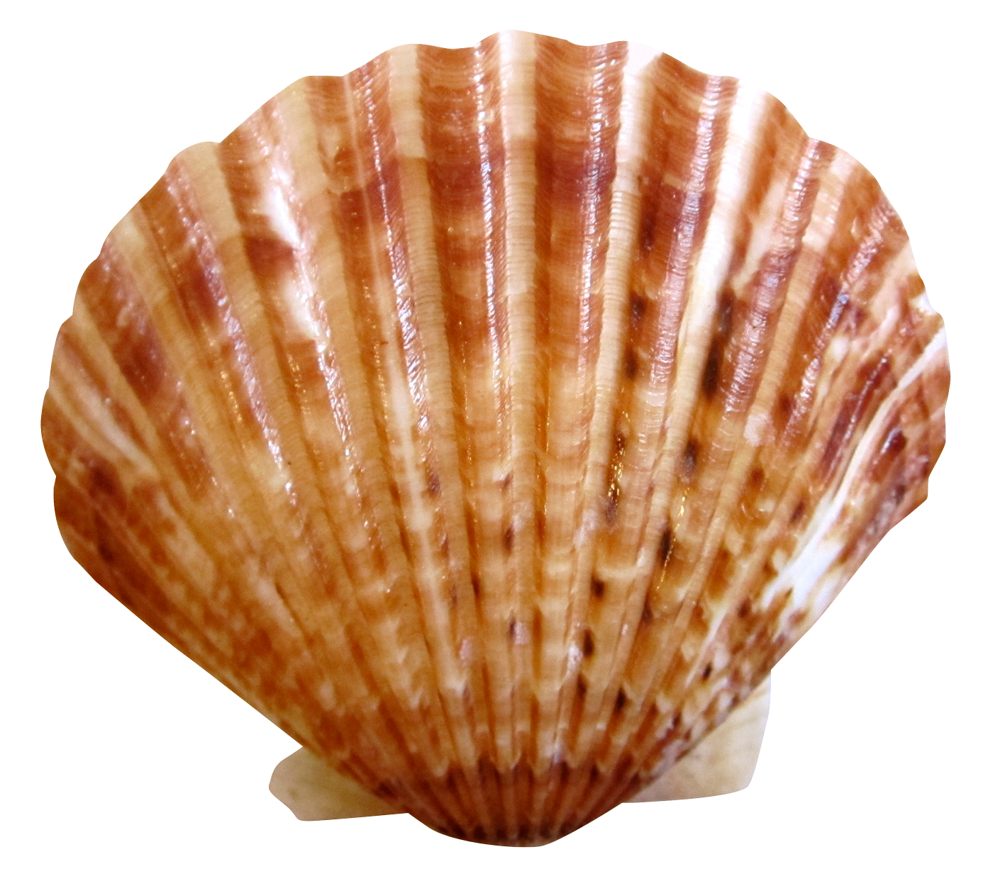 Scallop Shell Isolated.png PNG image