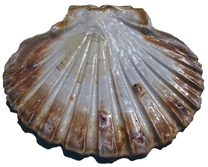 Scalloped Edge Seashell PNG image