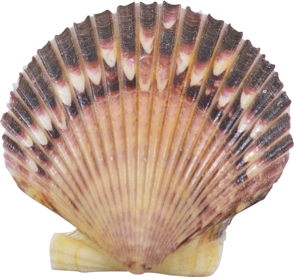 Scalloped Seashell Texture PNG image