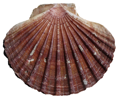 Scalloped Shell Texture PNG image