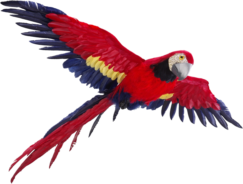Scarlet Macaw In Flight PNG image
