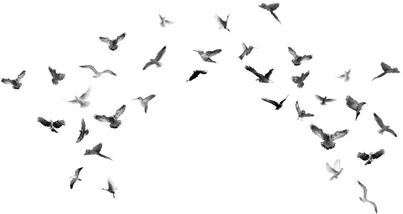 Scattered_ Flock_ In_ Flight.png PNG image