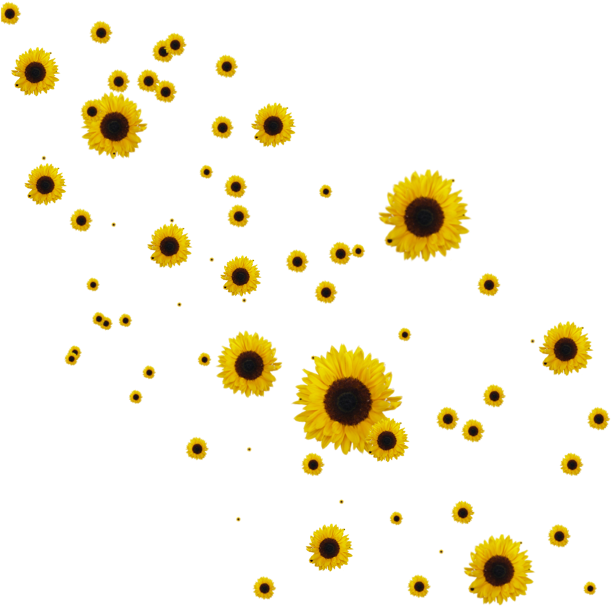 Scattered Sunflowerson Teal Background PNG image