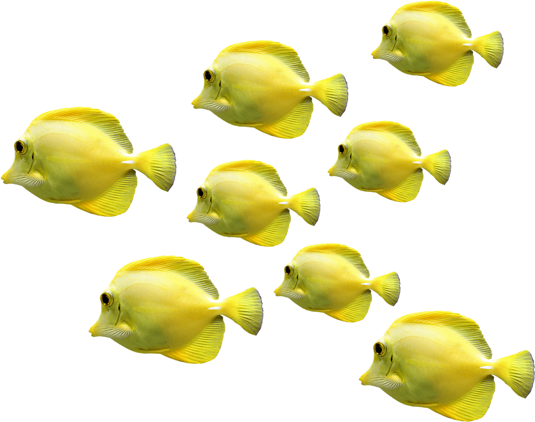 Schoolof Yellow Tropical Fish PNG image