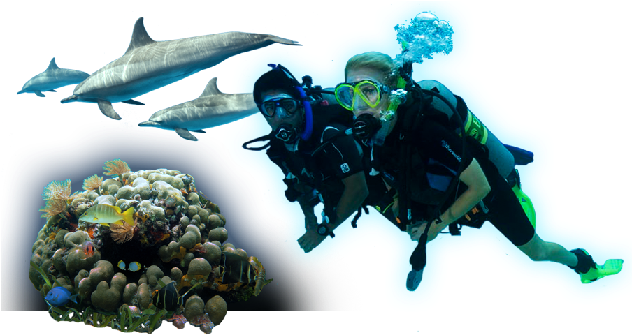 Scuba Diversand Marine Life Adventure PNG image