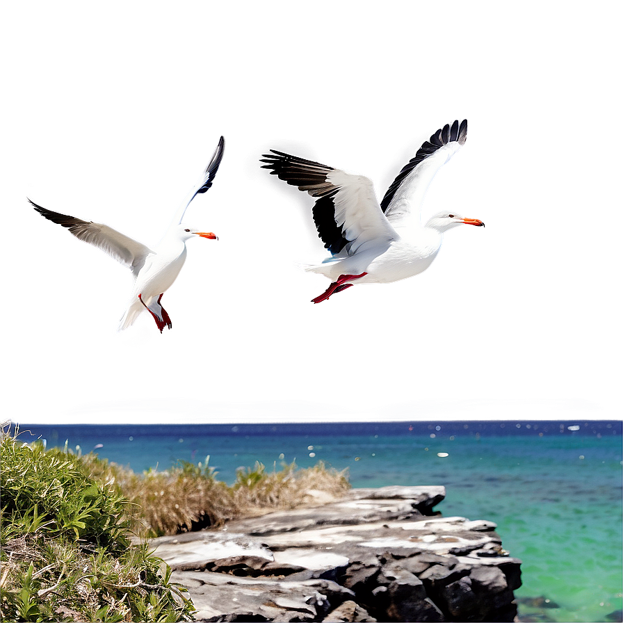 Sea Birds On Cliff Png 85 PNG image