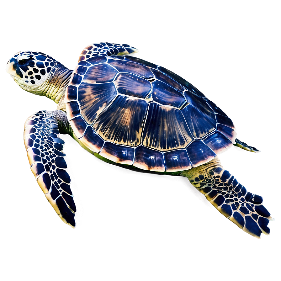 Sea Turtle Eco-friendly Tips Png Bfn PNG image