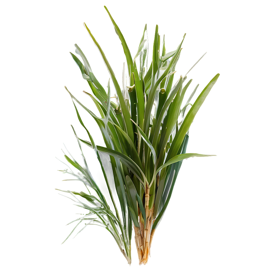 Seagrass A PNG image