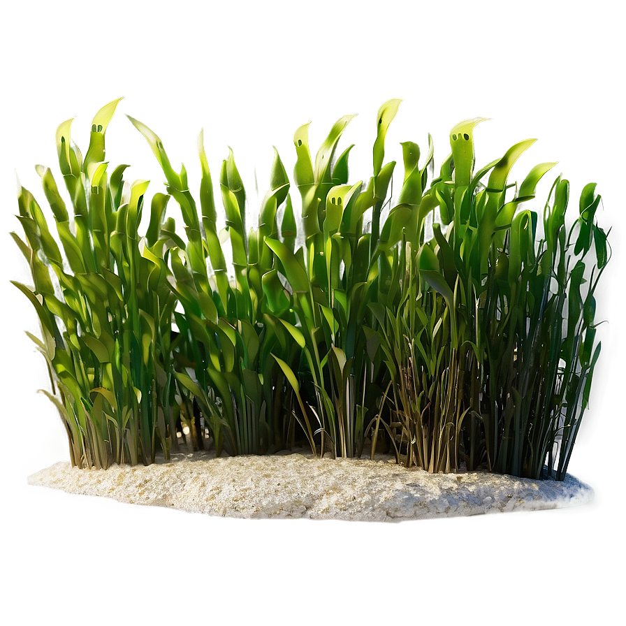 Seagrass Art Png 19 PNG image