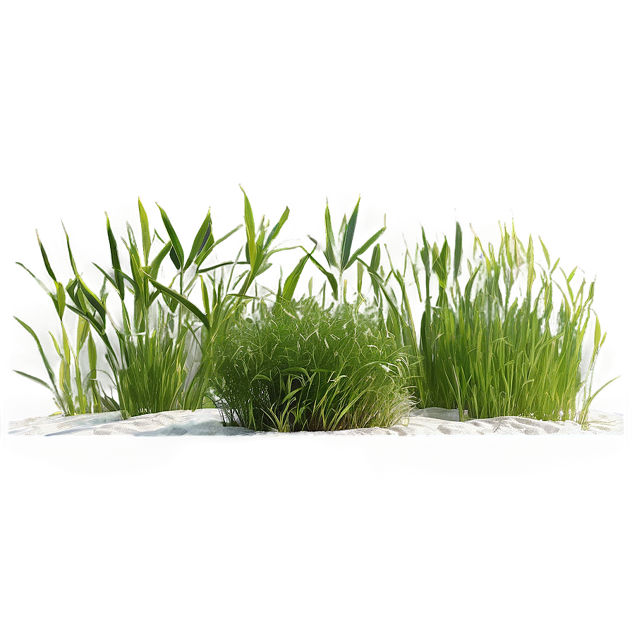 Seagrass Landscape Png 37 PNG image