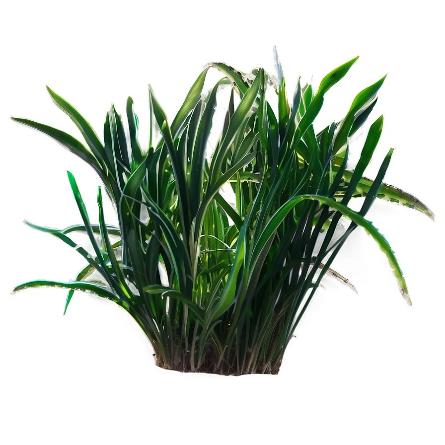 Seagrass Outline Png Fbr PNG image