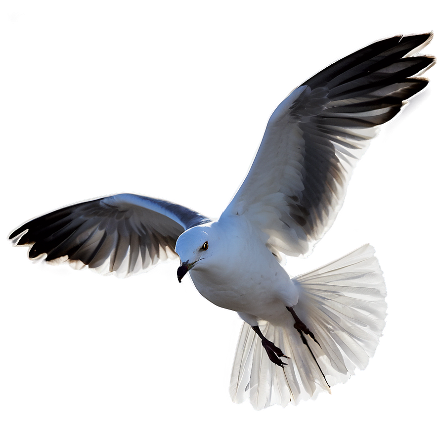 Seagull At Dusk Png Tqf47 PNG image