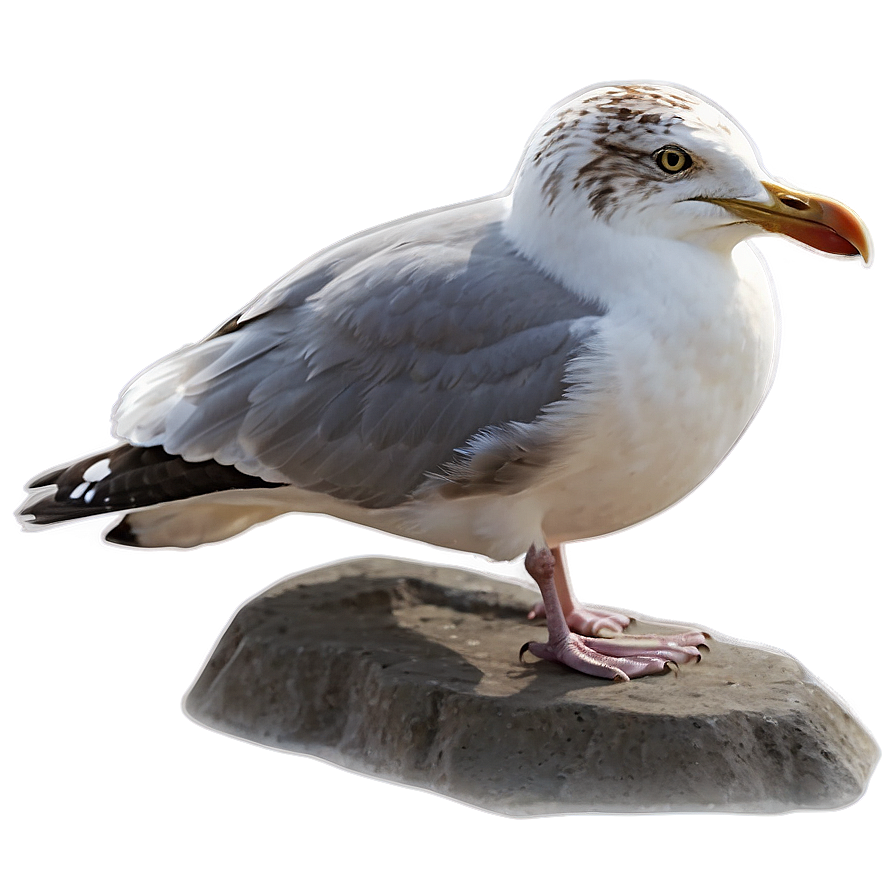 Seagull Bird Ocean Png 93 PNG image