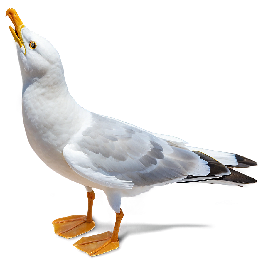 Seagull Bird Ocean Png Xwk PNG image