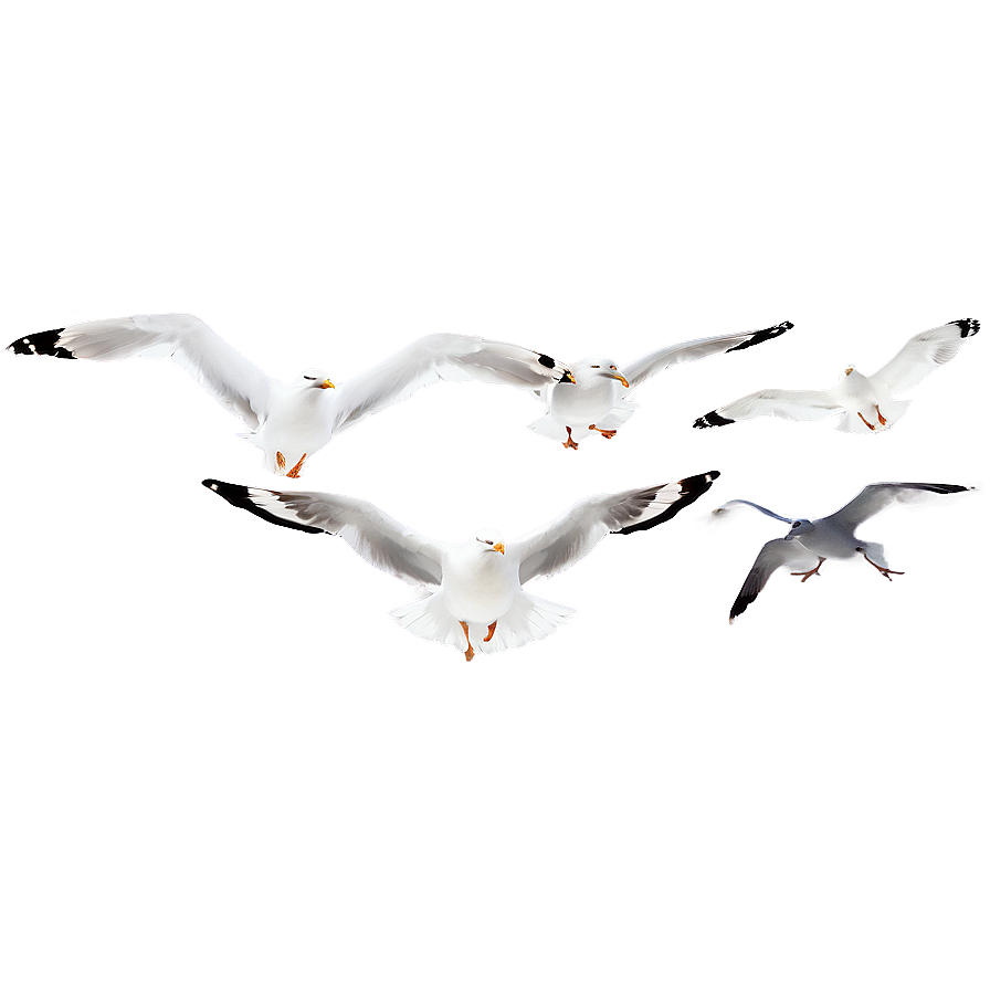 Seagull Flock Png Emi PNG image